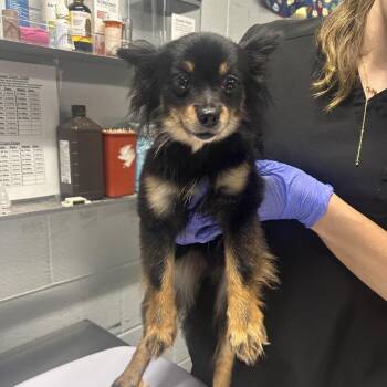 Kelsey -  Mixed Breed Dog Available for Adoption in Summerville, South Carolina - Kelsey | PetCurious
