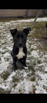 Labrador Retriever Dogs Available for Adoption - Dimples | PetCurious