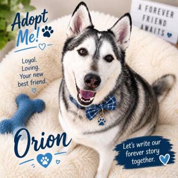 Orion -  Husky Dog for Adoption - Orion | PetCurious