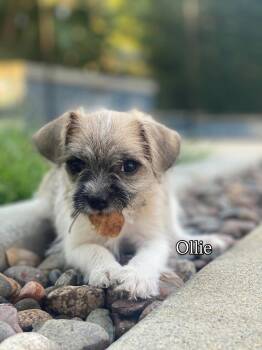 Shih Poo Dogs Available for Adoption - Ollie | PetCurious