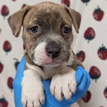 Sugar -  American Staffordshire Terrier Dog for Adoption in San Antonio, Texas - Sugar | PetCurious