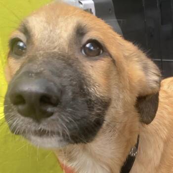 Rescue Labrador Retriever Dogs for Adoption in New York, New York - LULIT "I Want To Run To You!" | PetCurious