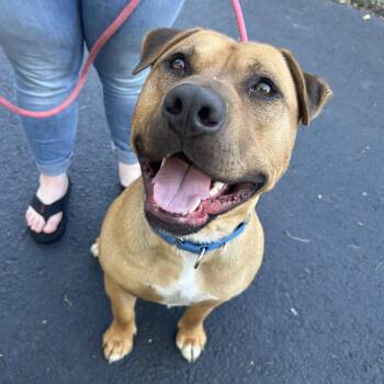 Rescue American Staffordshire Terrier and Mastiff Dogs for Adoption in Olympia, Washington - Arrow | PetCurious