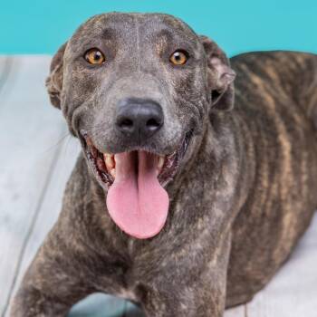 Maya -  Weimaraner Dog for Adoption in Harlingen, Texas - Maya | PetCurious