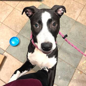 Mixed Breed Dogs Available for Adoption - Maleficent | PetCurious