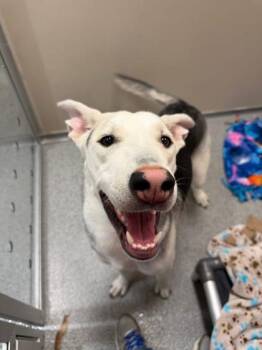 Paul -  German Shepherd Dog and Mixed Breed Dog for Adoption in Bellevue, Washington - Paul | PetCurious