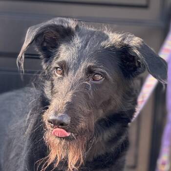 Rescue Labradoodle and Shepherd Dogs for Adoption in Tacoma, Washington - Scout | PetCurious