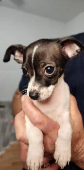 Chihuahua Dogs Available for Adoption - Blk White | PetCurious