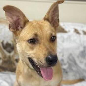 Diva -  Australian Cattle Dog Blue Heeler Dog for Adoption in Donalsonville, Georgia - Diva | PetCurious