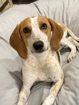 Ella Rae -  English Coonhound Dog for Adoption in Charleston, South Carolina - Ella Rae | PetCurious