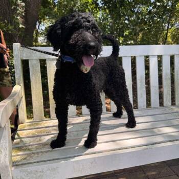 Poodle Dogs Available for Adoption in Houston, Texas - Passion 