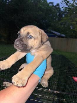 American Staffordshire Terrier Dogs Available for Adoption in San Antonio, Texas - BIANCA | PetCurious