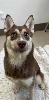 Husky and Mixed Breed Dogs Available for Adoption in Newton, North Carolina - LUMI | PetCurious