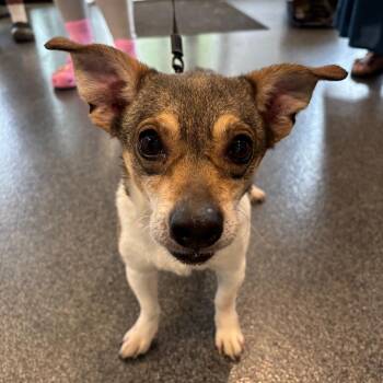 Lovey -  Mixed Breed Dog for Adoption in Allentown, Pennsylvania - Lovey | PetCurious