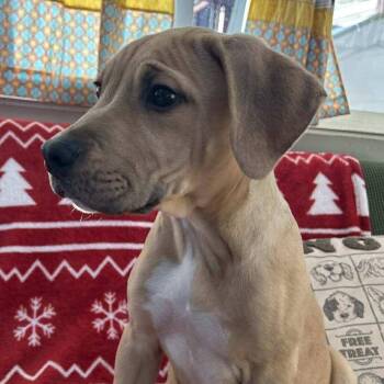 Mixed Breed Dogs Available for Adoption - Sampson | PetCurious