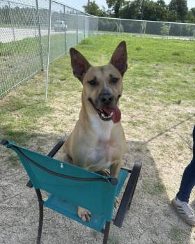 Rescue American Staffordshire Terrier Dogs for Adoption in Huntsville, Texas - Toby Keith | PetCurious