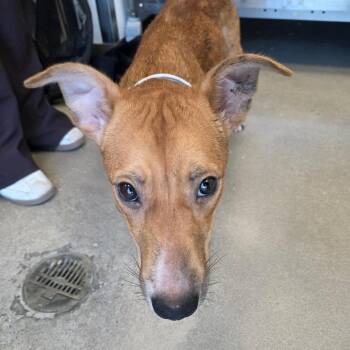Cassia -  Dachshund and Mixed Breed Dog for Adoption in Sand Springs, Oklahoma - Cassia | PetCurious