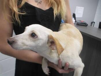 DERRICK -  Terrier Dog for Adoption in Ocala, Florida - DERRICK | PetCurious