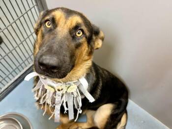 SCARLETT -  German Shepherd Dog and Mixed Breed Dog for Adoption in Houston, Texas - SCARLETT | PetCurious