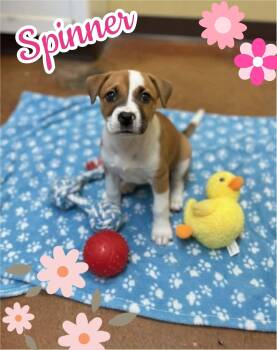 Spinner -  Labrador Retriever Dog for Adoption in Ringwood, New Jersey - Spinner | PetCurious