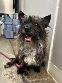 Rocky Balboa NJ -  Cairn Terrier Dog for Adoption in Rockaway, New Jersey - Rocky Balboa NJ | PetCurious
