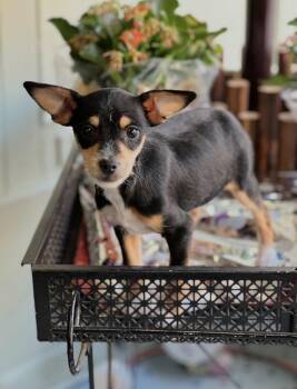 Chihuahua and Terrier Dogs Available for Adoption - Remi | PetCurious