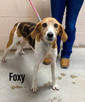Rescue Foxhound Dogs for Adoption in Clearfield, Kentucky - Foxy | PetCurious