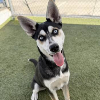 Husky Dogs Available for Adoption - Periwinkle | PetCurious