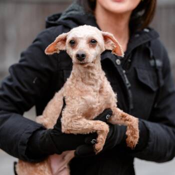 Cavapoo Dogs Available for Adoption - Daisy | PetCurious
