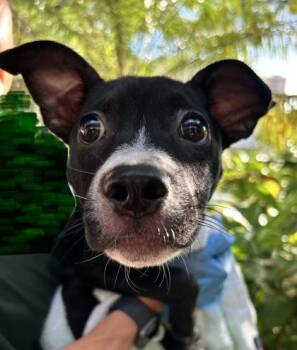 Tuxie -  Terrier and Mixed Breed Dog for Adoption in Honolulu, Hawaii - Tuxie | PetCurious