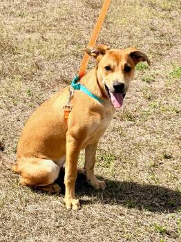 Labrador Retriever and Shepherd Dogs Available for Adoption - Lady Tremaine | PetCurious