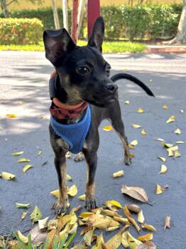 pong -  Miniature Pinscher Dog Available for Adoption in Margate, Florida - Pong | PetCurious