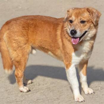 Cardigan Welsh Corgi and Mixed Breed Dogs Available for Adoption in St. Louis, Missouri - SANDERS | PetCurious