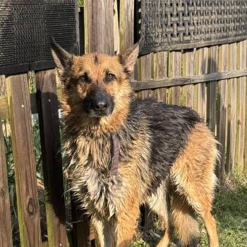Kathy (Kate) -  German Shepherd Dog Dog for Adoption in Greensboro, North Carolina - Kathy (Kate) | PetCurious