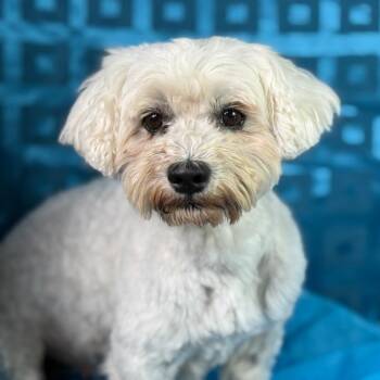Gigi -  Maltipoo Dog for Adoption in Hondo, Texas - Gigi | PetCurious