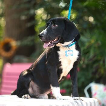 Taco -  Labrador Retriever and Beagle Dog for Adoption in Wake Forest, North Carolina - Taco | PetCurious