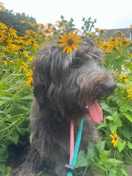 Isadora -  Poodle Dog for Adoption in Germantown, Ohio - Isadora | PetCurious