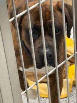 Mixed Breed Dogs Available for Adoption - Dart Board | PetCurious