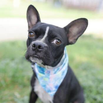 Jackie-Chancla -  Boston Terrier and Mixed Breed Dog for Adoption in San Antonio, Texas - Jackie-Chancla | PetCurious