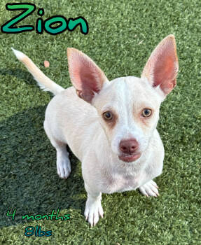 Rescue Chihuahua Dogs for Adoption in Holbrook, New York - ZION | PetCurious