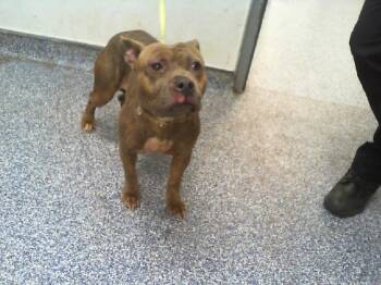 CHANEL -  Pit Bull Terrier Dog for Adoption in Charlotte, North Carolina - CHANEL | PetCurious