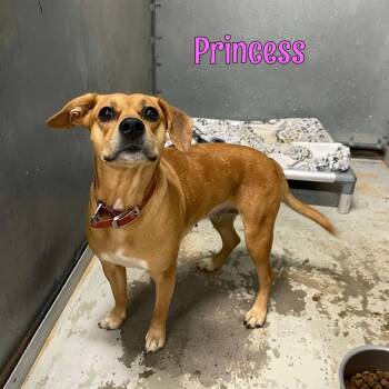 Princess -  Hound and Mixed Breed Dog for Adoption in Oak Ridge, Tennessee - Princess | PetCurious
