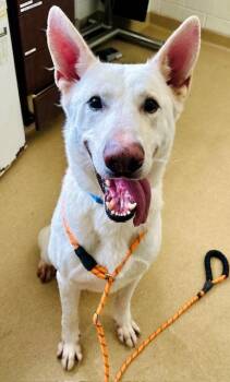 German Shepherd Dog Dogs Available for Adoption in Derwood, Maryland - SPLASH | PetCurious