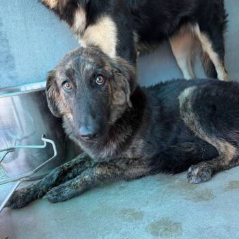 Victoria -  German Shepherd Dog and Mixed Breed Dog for Adoption in Edinburg, Texas - Victoria | PetCurious