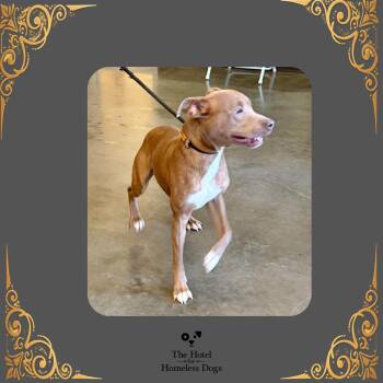 Oliver -  American Staffordshire Terrier and Mixed Breed Dog for Adoption in Cumberland, Rhode Island - Oliver | PetCurious