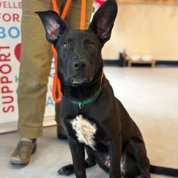 Hagrid -  Mixed Breed Dog for Adoption in Morristown, Vermont - Hagrid | PetCurious