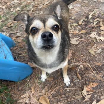 Rescue Puggle Dogs for Adoption in Baton Rouge, Louisiana - Charlie | PetCurious
