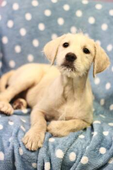 Wirehaired Terrier Dogs Available for Adoption in Manchester, New Hampshire - Peep In NH! Come Meet Our Adoptable Dogs Wednesday-Saturday. Mor | PetCurious