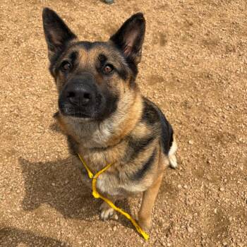 Daisy KCAC -  German Shepherd Dog Dog for Adoption in Kerrville, Texas - Daisy KCAC | PetCurious