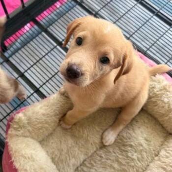 Sandy -  Australian Shepherd Dog for Adoption in Baton Rouge, Louisiana - Sandy | PetCurious